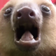 Image for article titled Did You... Did You Know That Baby Sloths Squeak?